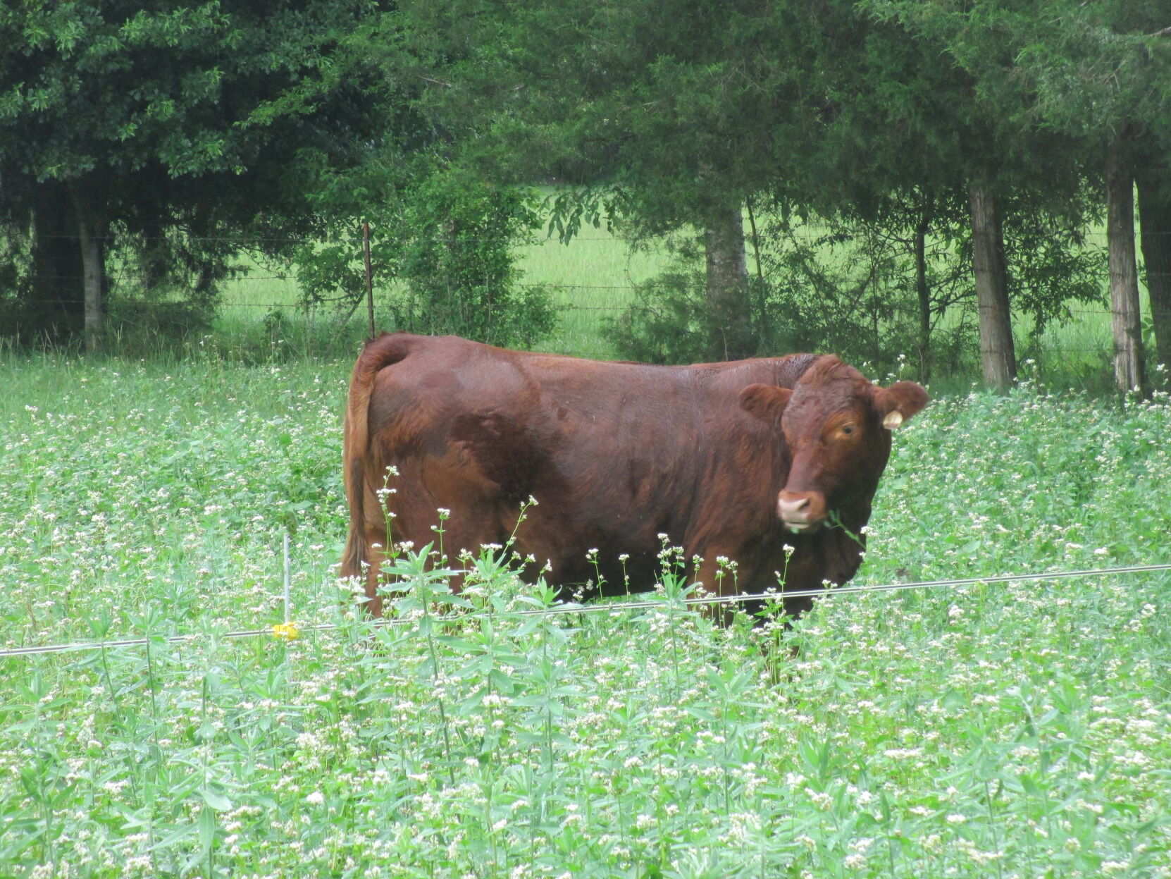 cow